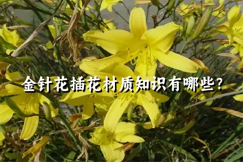 金针花插花材质知识有哪些？