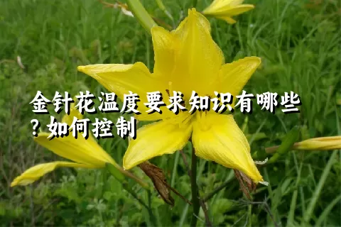 金针花温度要求知识有哪些？如何控制