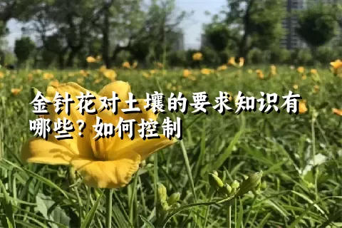 金针花对土壤的要求知识有哪些？如何控制