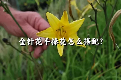 金针花手捧花怎么搭配？