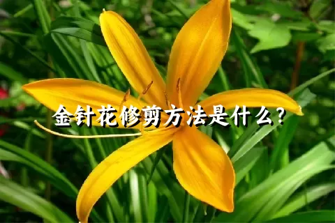 金针花修剪方法是什么？