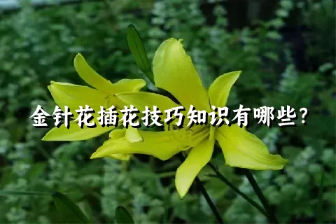 金针花插花技巧知识有哪些？