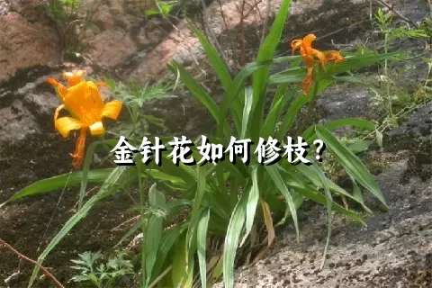 金针花如何修枝？