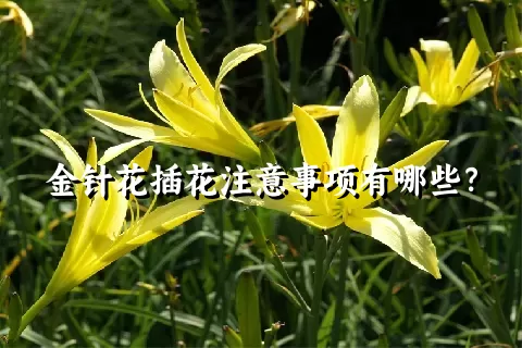 金针花插花注意事项有哪些？