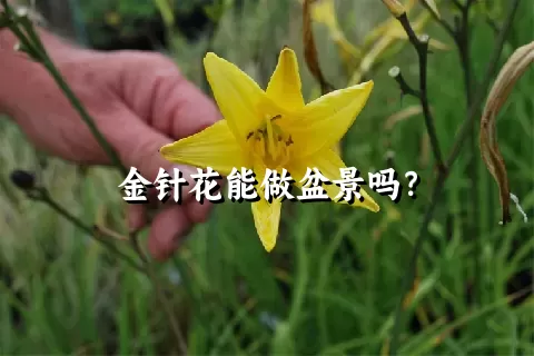 金针花能做盆景吗？