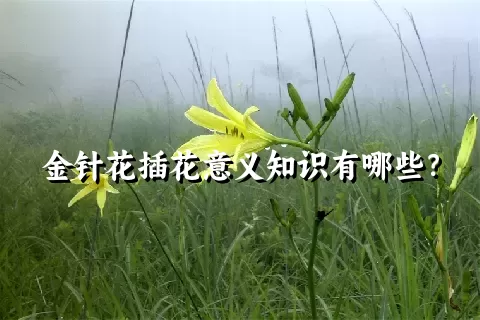 金针花插花意义知识有哪些？