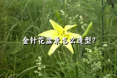 金针花盆景怎么造型？