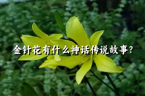 金针花有什么神话传说故事？