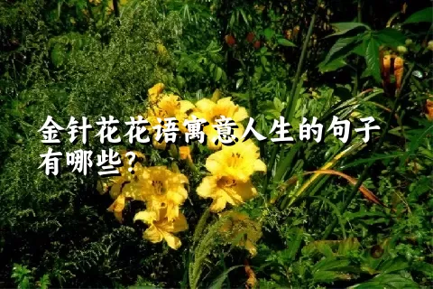 金针花花语寓意人生的句子有哪些？