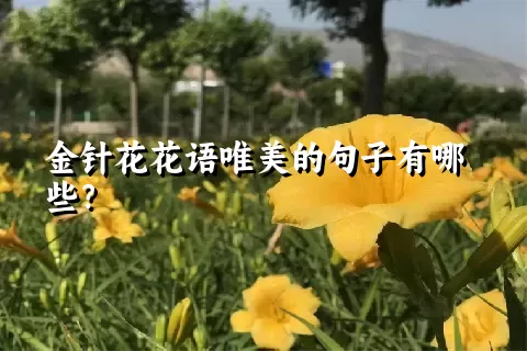 金针花花语唯美的句子有哪些？