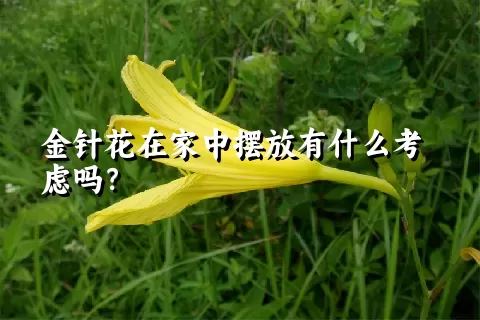 金针花在家中摆放有什么考虑吗？