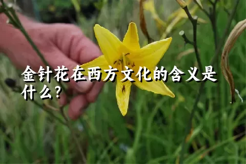 金针花在西方文化的含义是什么？