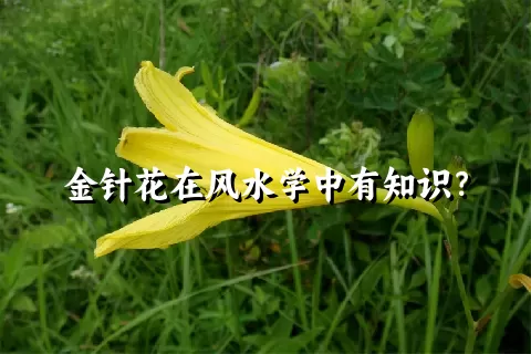 金针花在风水学中有知识？