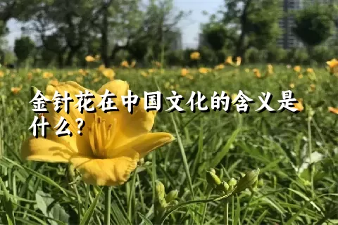 金针花在中国文化的含义是什么？