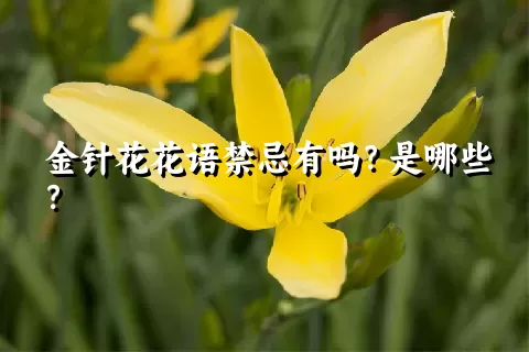 金针花花语禁忌有吗？是哪些？