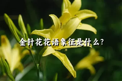 金针花花语象征是什么？