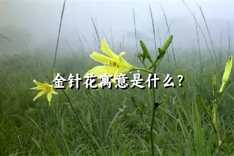 金针花寓意是什么？