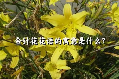 金针花花语的寓意是什么？