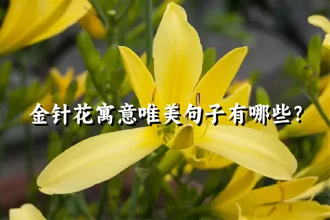 金针花寓意唯美句子有哪些？