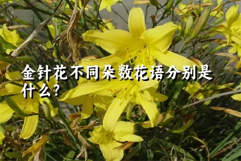 金针花不同朵数花语分别是什么？