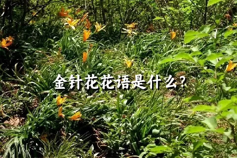 金针花花语是什么？