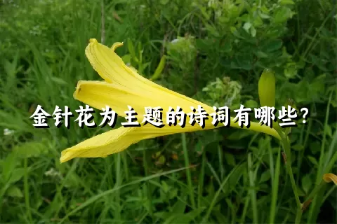 金针花为主题的诗词有哪些？