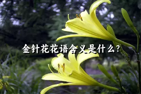 金针花花语含义是什么？