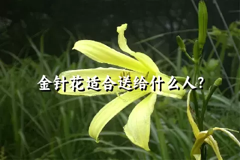 金针花适合送给什么人？