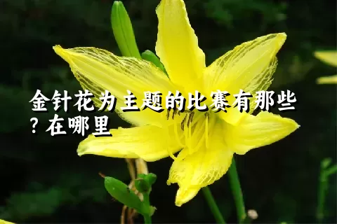 金针花为主题的比赛有那些？在哪里