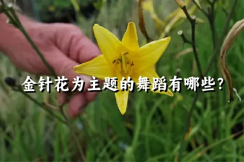 金针花为主题的舞蹈有哪些？