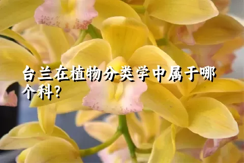 台兰在植物分类学中属于哪个科？