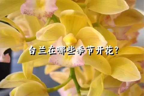 台兰在哪些季节开花？