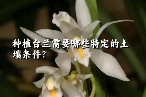 种植台兰需要哪些特定的土壤条件？