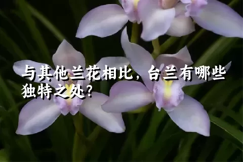 与其他兰花相比，台兰有哪些独特之处？