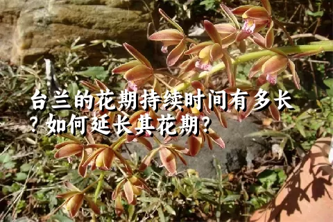 台兰的花期持续时间有多长？如何延长其花期？