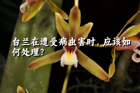 台兰在遭受病虫害时，应该如何处理？