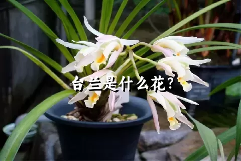 台兰是什么花？