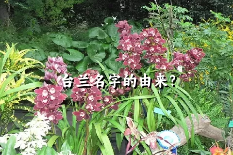 台兰名字的由来？