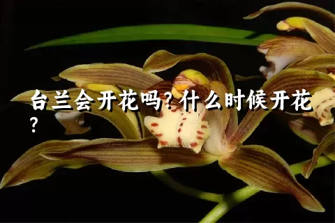 台兰会开花吗？什么时候开花？