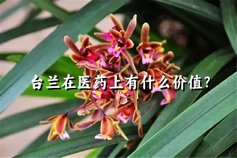 台兰在医药上有什么价值？