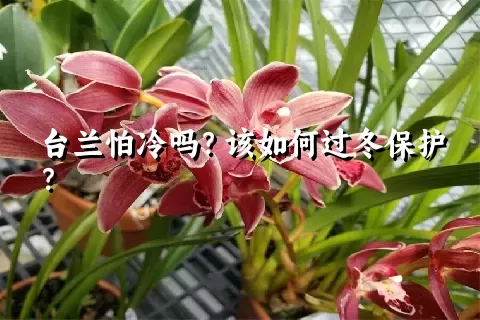 台兰怕冷吗？该如何过冬保护？