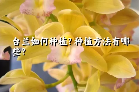 台兰如何种植？种植方法有哪些？