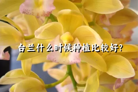 台兰什么时候种植比较好？