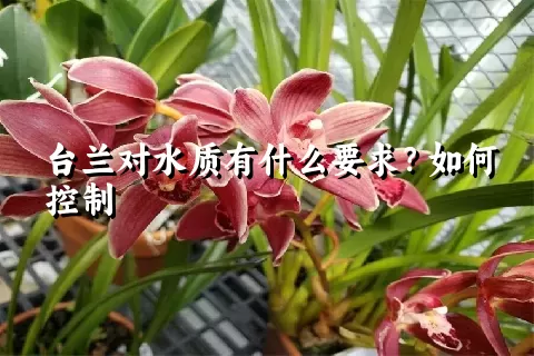 台兰对水质有什么要求？如何控制