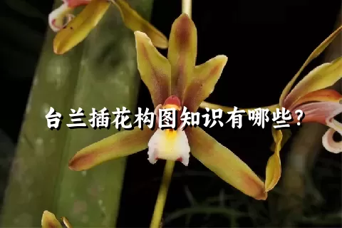 台兰插花构图知识有哪些？