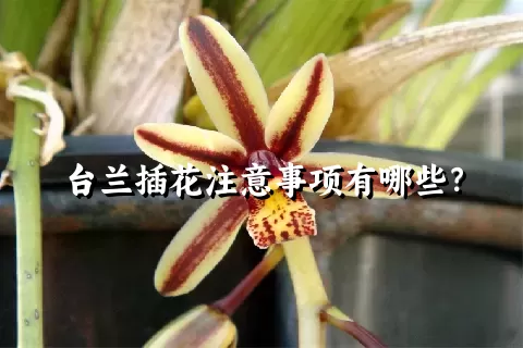 台兰插花注意事项有哪些？