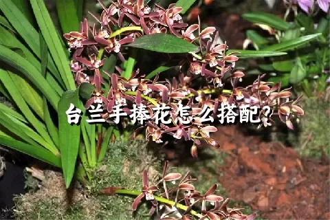 台兰手捧花怎么搭配？