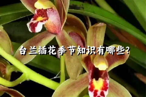 台兰插花季节知识有哪些？