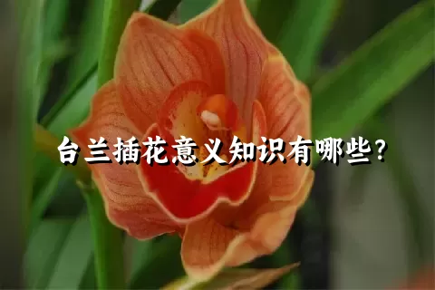 台兰插花意义知识有哪些？