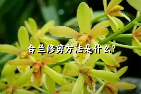 台兰修剪方法是什么？